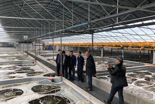 羅氏蝦抗生素泛濫與信息技術(shù)應(yīng)對(duì)策略